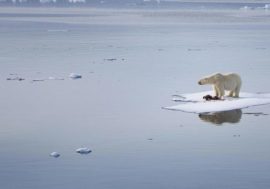 Polar bears number stabilizes in Arctic