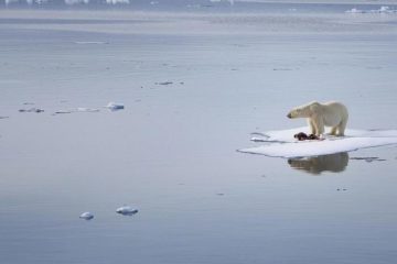 Polar bears number stabilizes in Arctic