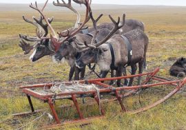 Young deer chipped in Taimyr