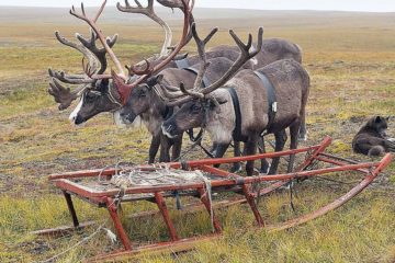 Young deer chipped in Taimyr