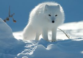 Wild animals to be vaccinated