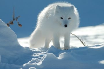 Wild animals to be vaccinated
