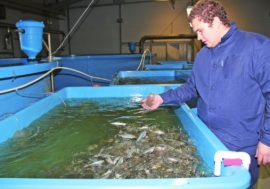 Fish breeding in Taimyr