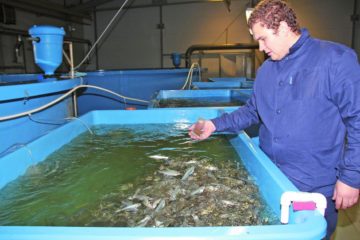 Fish breeding in Taimyr