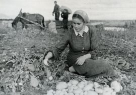 Watermelons and cows in Norilsk