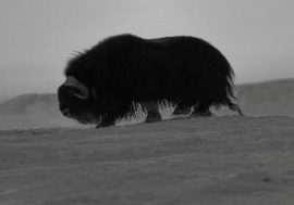 In 1978, musk oxen were born on Taimyr