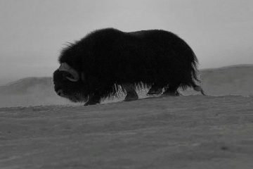 In 1978, musk oxen were born on Taimyr