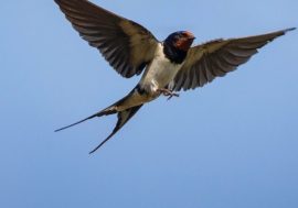Swallows flew to Arctic