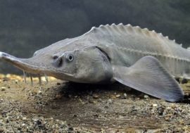 41 Red Book fish released from nets
