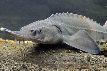 41 Red Book fish released from nets