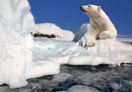 White noise of Arctic