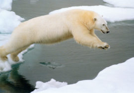 Polar bears on Taimyr change behavior