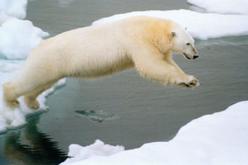 Polar bears on Taimyr change behavior