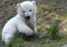Polar Bear launched flash mob on Instagram