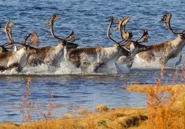 It is time to count reindeer