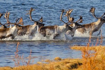 It is time to count reindeer