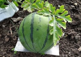 Russian scientists grow melons in Arctic