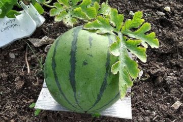 Russian scientists grow melons in Arctic