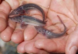 250 thousand sturgeon fry released into Yenisey