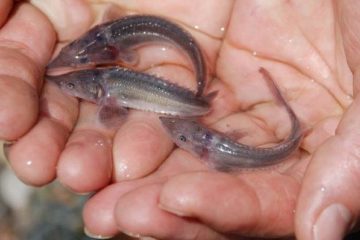 250 thousand sturgeon fry released into Yenisey