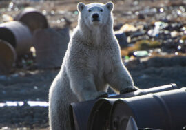 General cleaning planned in Arctic