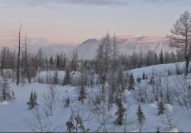 Forests counted on Taimyr