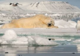 World scientists team up to study Arctic animals