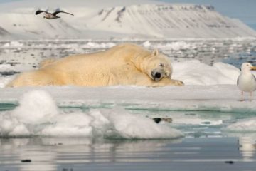 World scientists team up to study Arctic animals