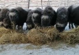 Yamal musk oxen settling down in Taimyr