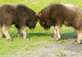 After overcoming bad weather Yamal musk oxen went to Taimyr