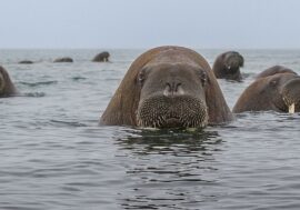 Walrus Day celebrated in Russia