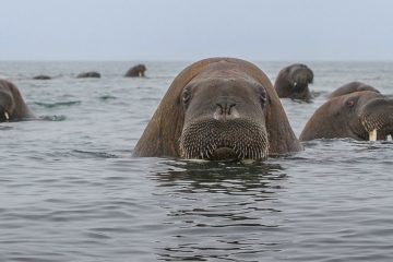 Walrus Day celebrated in Russia