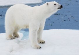 Arctic Star – Umka in poetry and fairy tales
