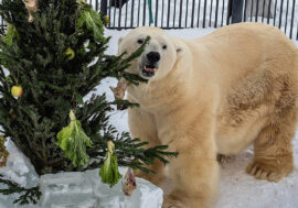 Happy New Year to animals of Roev Ruchey