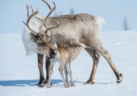 Specialists told how reindeer migrate