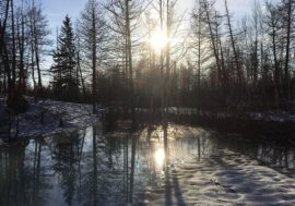 Taimyr Reserves investigate vegetation near Norilsk