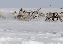 Taimyr Indigenous peoples can get grants up to 6.5 million rubles