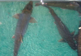 Valuable char to be bred in Norilsk