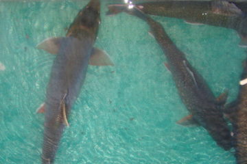 Valuable char to be bred in Norilsk