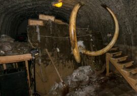 Mammoth museum and permafrost complex to appear in Krasnoyarsk