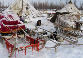 National sledges making tradition to be revived in Taimyr