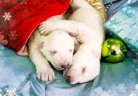 Siberian Polar bear Commander Sedov becomes father