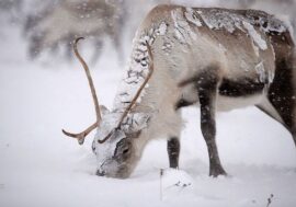 Reindeer to be counted from helicopter