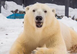 Norilsk bear turned into beauty