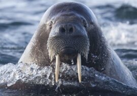 Arctic walrus sailed to UK