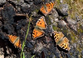 Butterflies from Taimyr brought to Novaya Zemlya