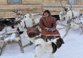 Reindeer herders to rest for free