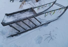 Indigenous transport does not harm tundra