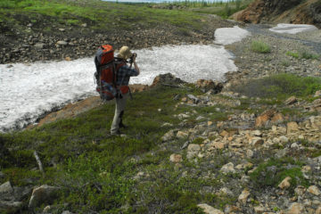 Greens may return to Arctic due to melting snow