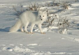 Arctic fox traveler escaped from scientists to Taimyr
